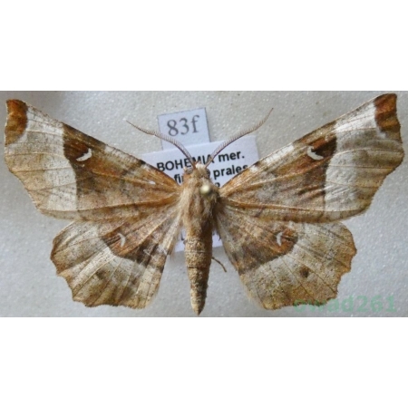 Selenia tetralunaria (Hufnagel, 1767) male Skrzytek dereniak Czech83f